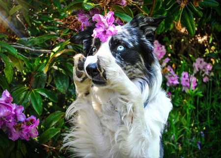 Entry image for Louie. Clicking this image will show a larger photo