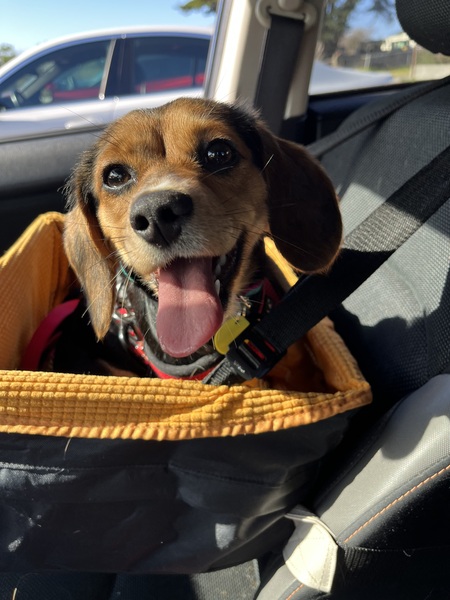 Entry image for Maple. Clicking this image will show a larger photo