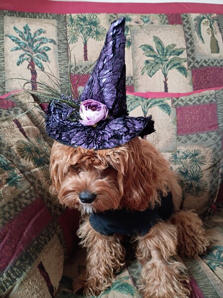 Entry image for Pip. Clicking this image will show a larger photo