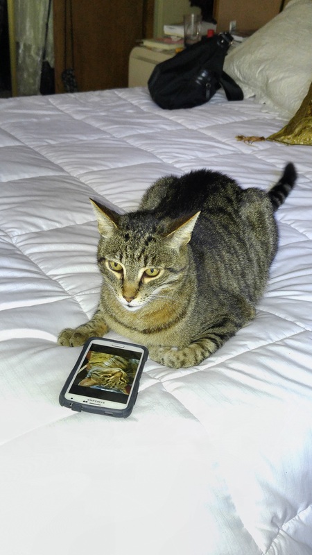 Entry image for Mr. Zeena. Clicking this image will show a larger photo