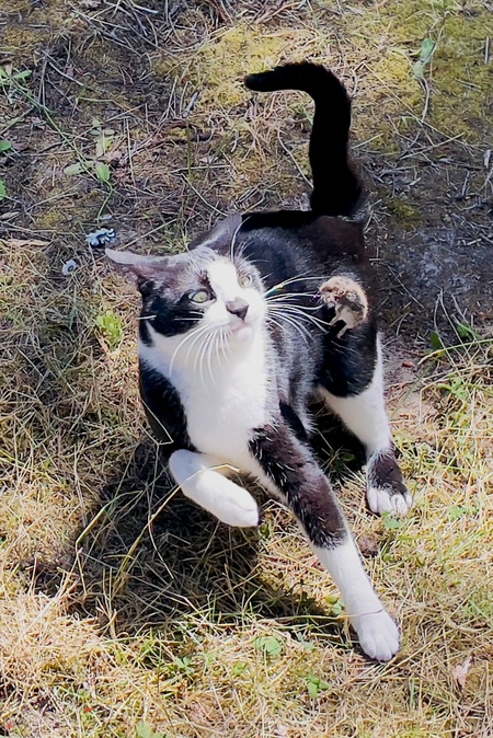 Entry image for Pearl . Clicking this image will show a larger photo