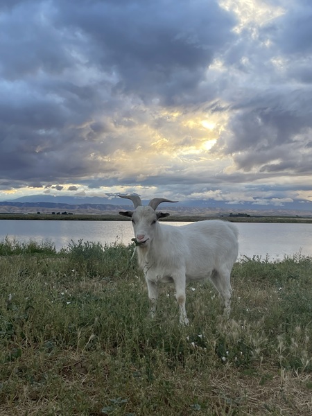 Entry image for Yeti. Clicking this image will show a larger photo