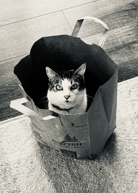 Entry image for Stella. Clicking this image will show a larger photo