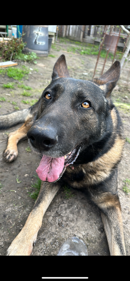 Entry image for Oso. Clicking this image will show a larger photo