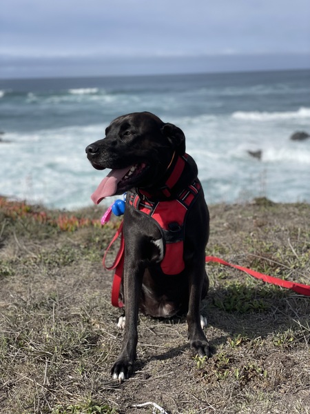 Entry image for Pepper. Clicking this image will show a larger photo