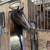 Entry image for Mecklenburg & Canelo