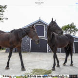 Entry image for Jasmine & D’Artagnan