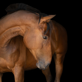 Entry image for Moose