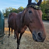 Entry image for Twiz