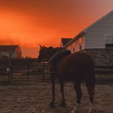 Entry image for Rodney