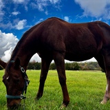 Entry image for Brownie