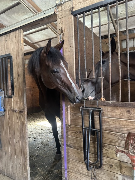 Entry image for Mecklenburg & Canelo. Clicking this image will show a larger photo