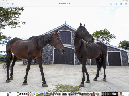 Entry image for Jasmine & D’Artagnan. Clicking this image will show a larger photo