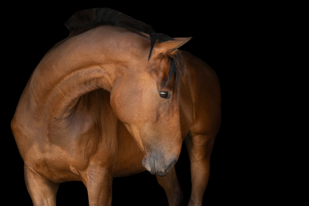 Entry image for Moose. Clicking this image will show a larger photo