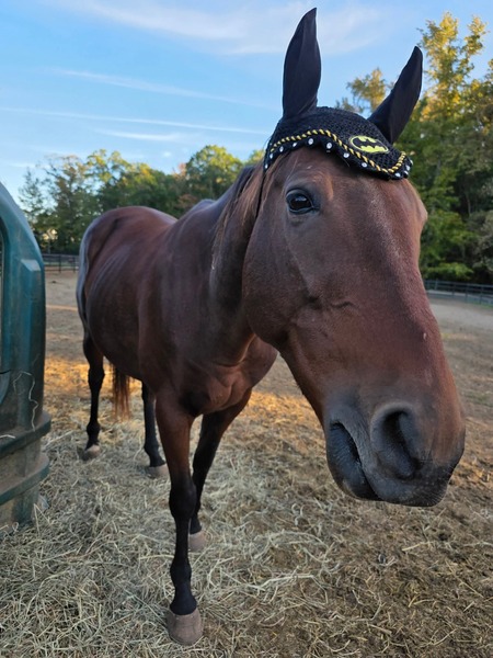 Entry image for Twiz. Clicking this image will show a larger photo