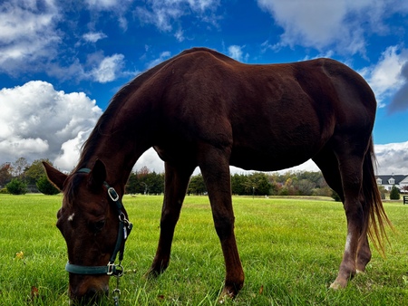 Entry image for Brownie. Clicking this image will show a larger photo