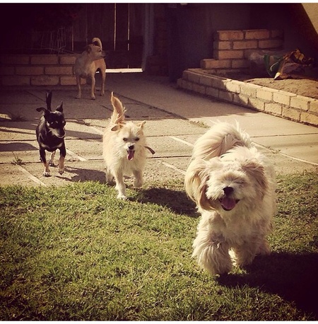 Bowie, Gypsy, Ziggy, and Butters.