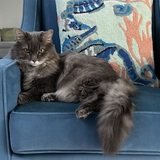 Entry image for Sophie