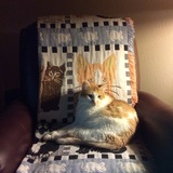 Entry image for Brody