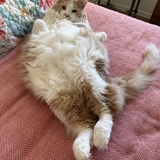 Entry image for Havana Joe