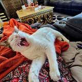 Entry image for Sharbot (previous Faye)