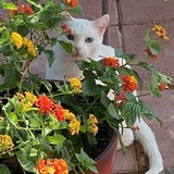 Entry image for Jack