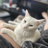 Entry image for beni