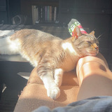 Entry image for Chonk 