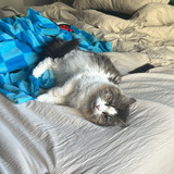 Entry image for Calypso 