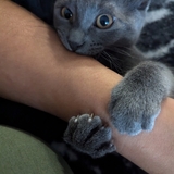 Entry image for Lavender McChicken 