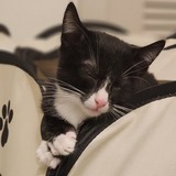 Entry image for Mica