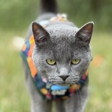 Entry image for Earl