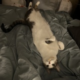 Entry image for Maxwell