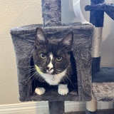 Entry image for Merlin