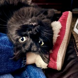 Entry image for Frankie