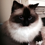 Entry image for Cherish 