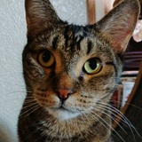 Entry image for Newt