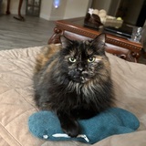 Entry image for Baby Kitty