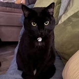 Entry image for Star