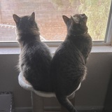 Entry image for Hermoine and Perdita 