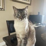 Entry image for Harley