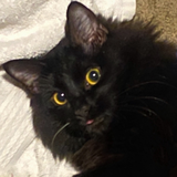 Entry image for Vampiro