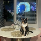 Entry image for Callie