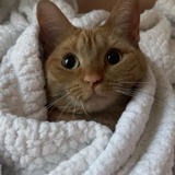 Entry image for Mochi