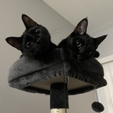 Entry image for Wednesday & Pugsley 