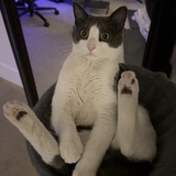 Entry image for Charlie 