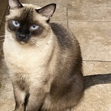 Entry image for Zuzu