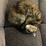 Entry image for Daphne 