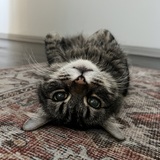 Entry image for Kitty