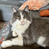 Entry image for Raider